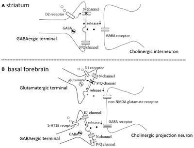 Dopamine and Serotonin-Induced Modulation of GABAergic and Glutamatergic Transmission in the Striatum and Basal Forebrain